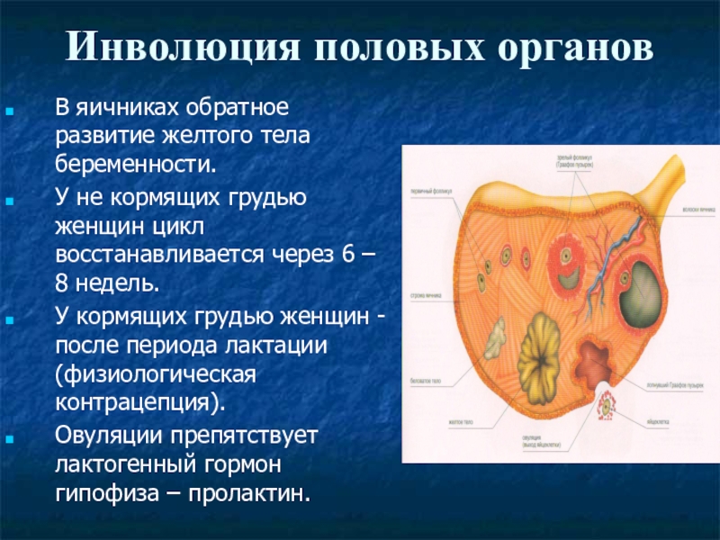 Физиология послеродового периода акушерство презентация