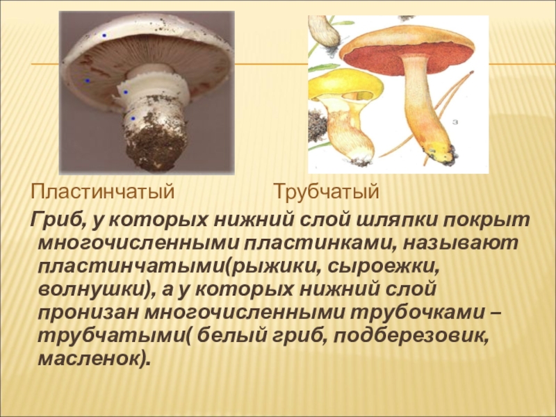 Трубчатое и пластинчатое плодовое тело. Трубчатые грибы мухомор. Мухомор трубчатый или пластинчатый гриб. Рыжик трубчатый или пластинчатый гриб. Маслёнок гриб трубчатый или пластинчатый гриб.