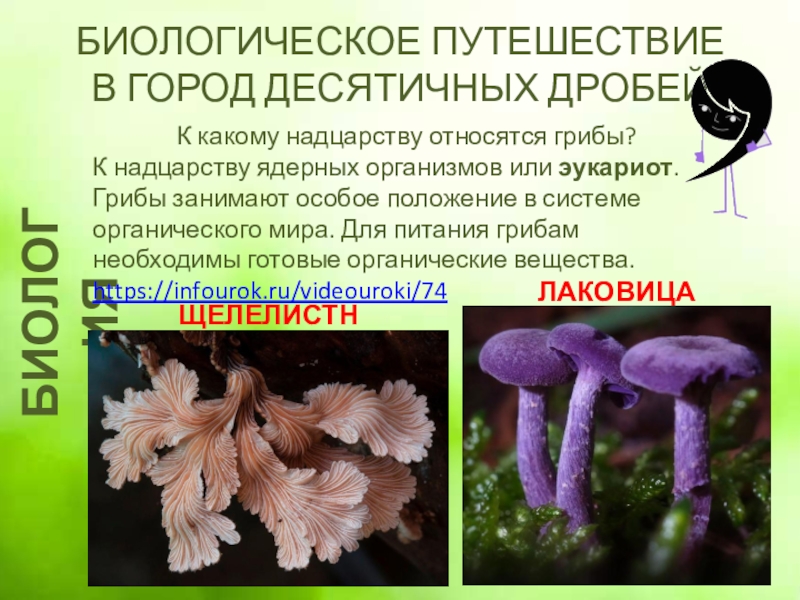 К какому веществу относятся грибы. Надцарства грибов. Грибы готовые органические вещества. Грибы относятся к надцарству. Лаковица Аметистовая гриб сообщение.