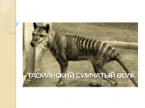 Презентация Тасманский волк 11 класс