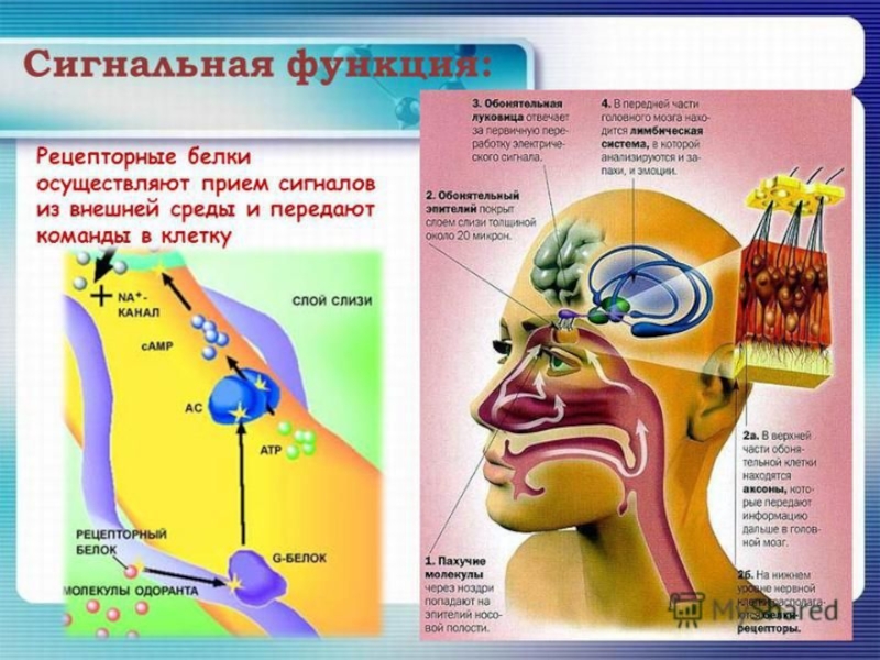 Рецепторная функция. Сигнальная функция белков. Сигнальная функция белка. Симальная функция белков. Синельная функция белка.