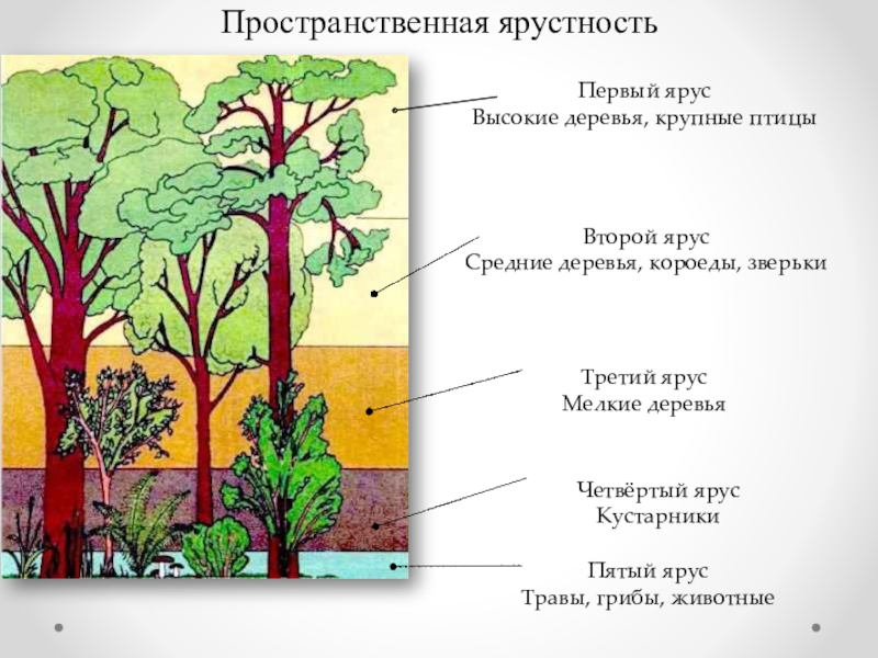 Пространственная структура биоценоза схема