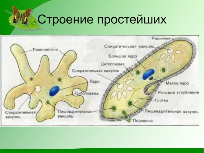 Клетка одноклеточного организма как и клетка многоклеточного имеет сходный план строения