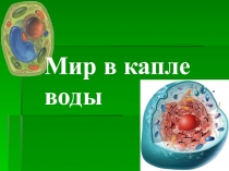 Презентация по биологии  Животная клетка (5 класс)