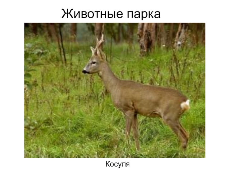 Большая косуль карта