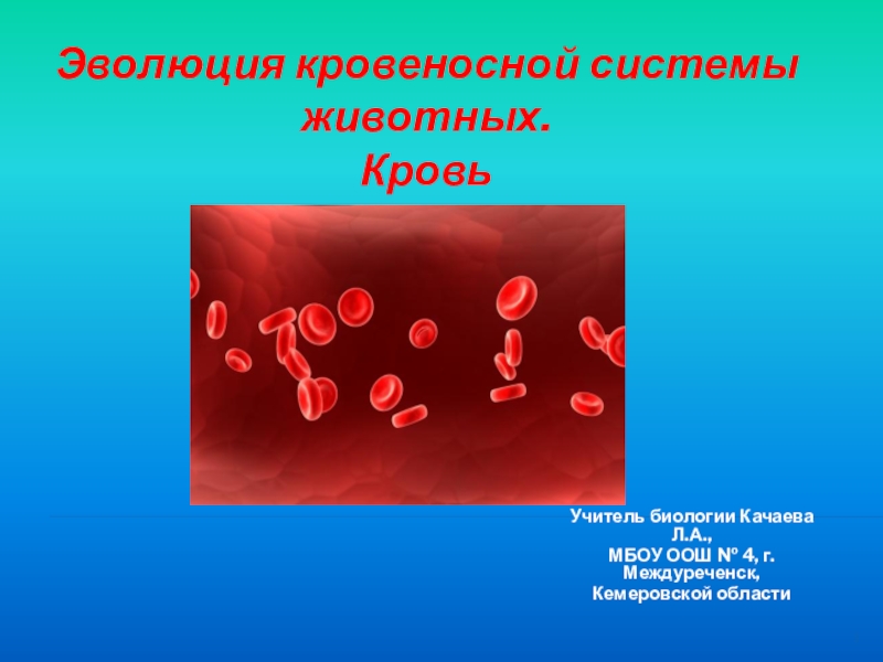 Презентация Презентация Эволюция кровеносной системы