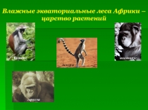 Презентация по географии на тему Растительный и животный мир Африки (7 класс)