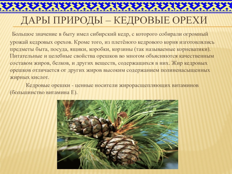 Дары природы – кедровые орехи Большое значение в быту имел сибирский кедр, с которого собирали огромный
