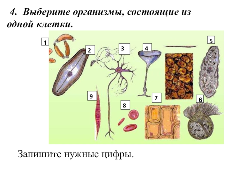 Выберите организм. Организмы состоящие из одной клетки. Организмы состоящие из 1 клетки. Организмы тела состоящих из одной клетки. Какие организмы состоят из клеток.