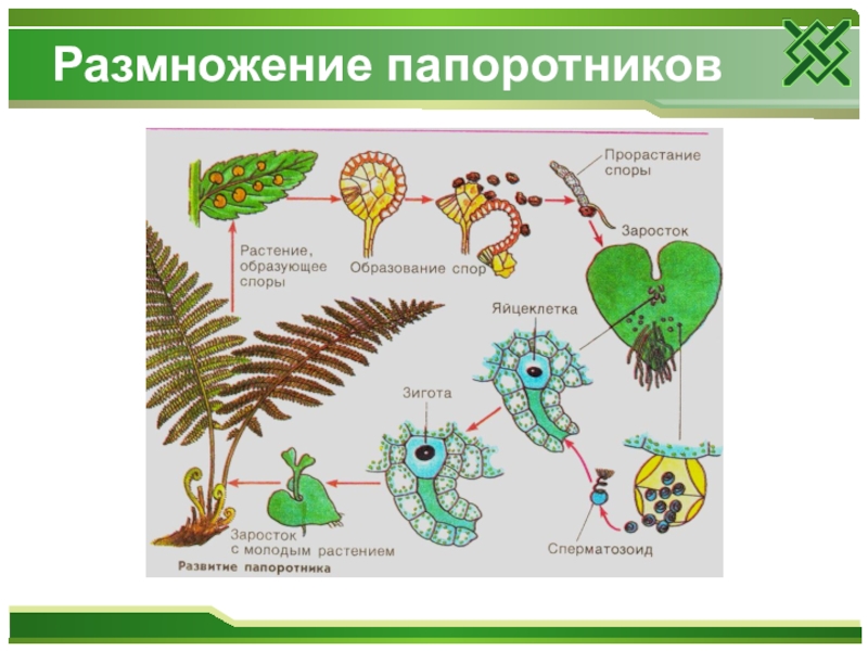 Схема размножения споровых растений