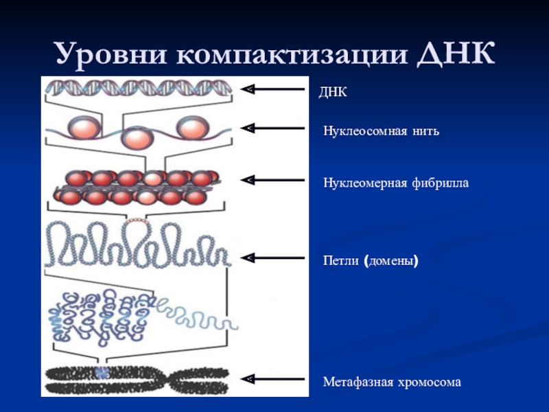 Уровень компактизации днк в хромосоме представленный на схеме