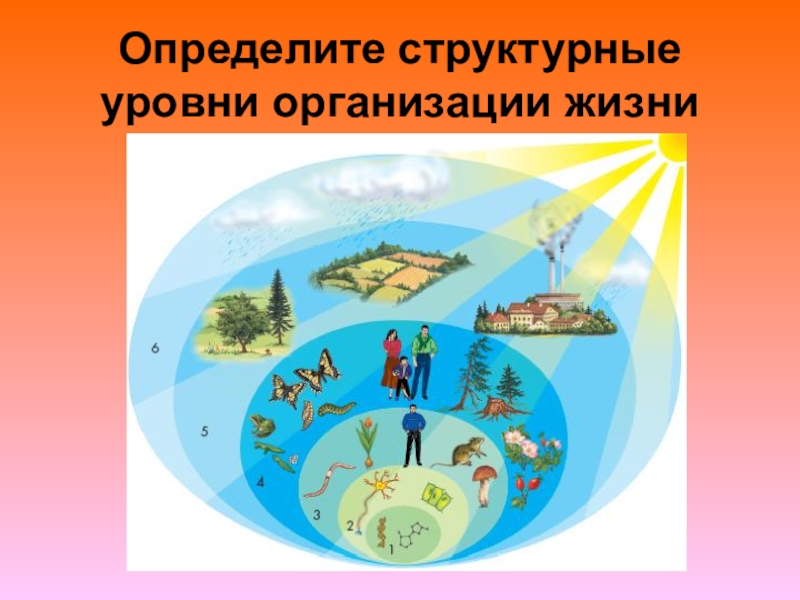 Структурные уровни организации живой природы презентация 11 класс