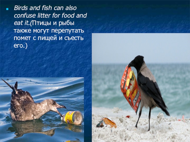 Birds and fish can also confuse litter for food and eat it.(Птицы и рыбы также могут перепутать