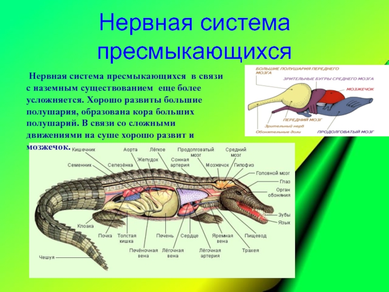 Нервная система рефлекс инстинкт органы чувств регуляция деятельности организма презентация 7 класс