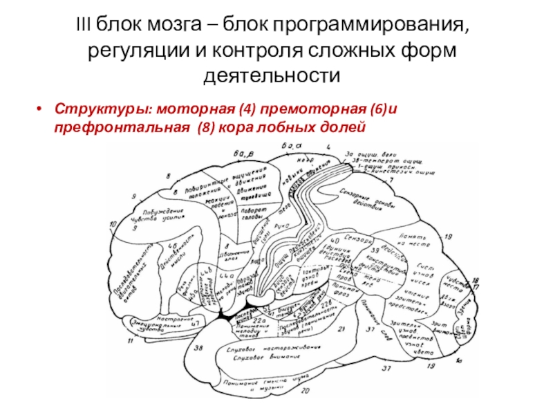 3 блок. Блок мозга блок программирования и контроля. Блок программирования регуляции и контроля деятельности. В III блок (программирования, регуляции и контроля) входят:. 3 Блок мозга программирование и контроль.