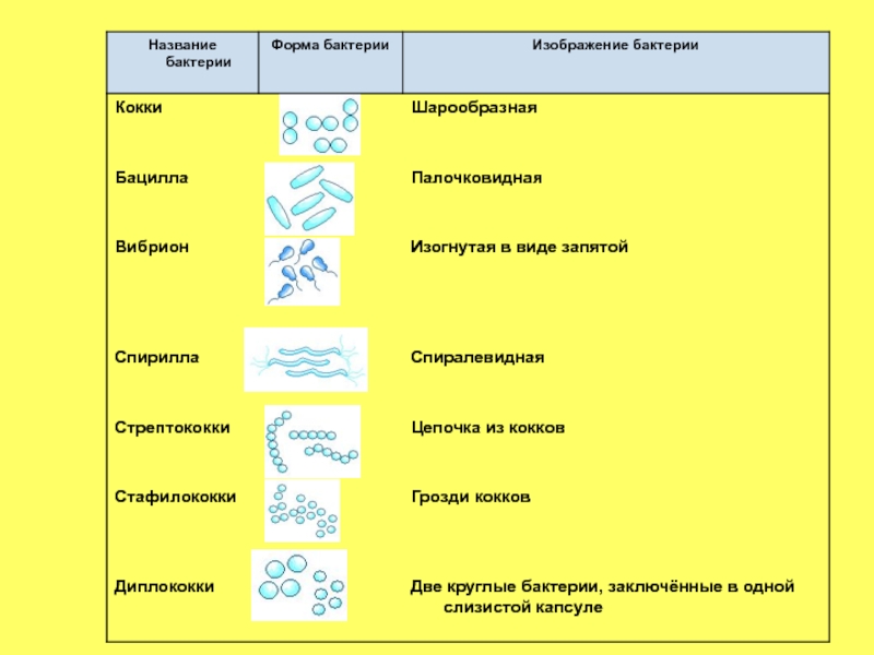 Отметьте особенности строения бактерий значение в природе. Форма бактерий таблица 5 класс. Биология 11 класс.формы бактерий. Виды бактерий 5 класс биология таблица. Формы и виды бактерий 6 класс.
