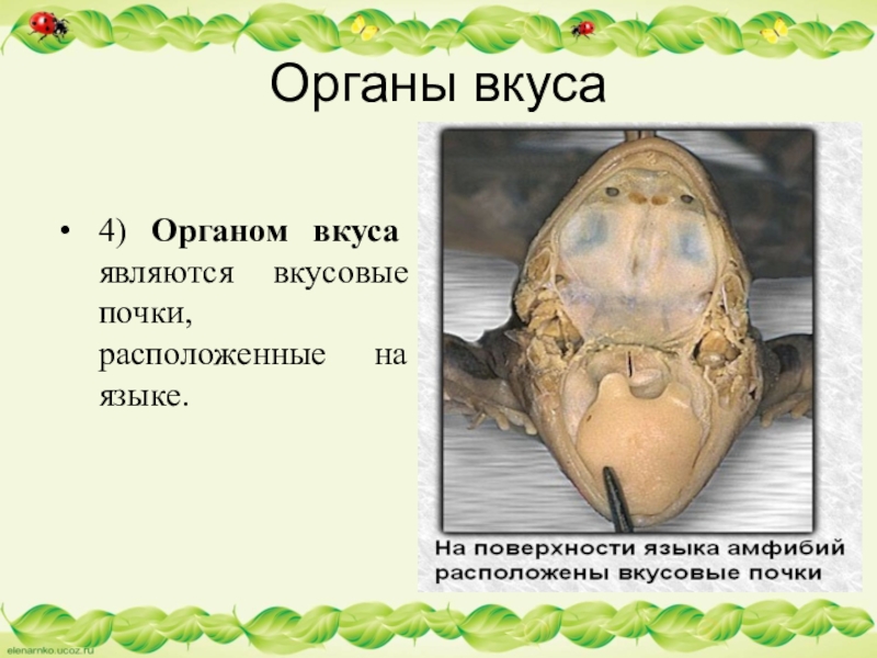 Тест по биологии на тему земноводные. Земноводные органы чувств. Земноводные орган вкуса. Органы чувств амфибий. Орган вкуса у амфибий.