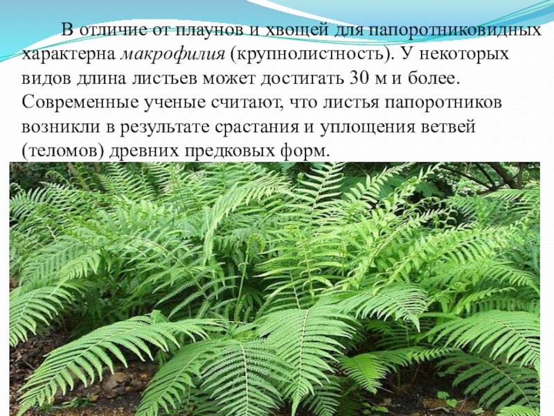 Особенности папоротников хвощей и плаунов. Отличие хвоща от плауна. Для папоротниковидных характерны. Различия между папоротниками хвощами и плаунами. Различия папоротников хвощей и плаунов.