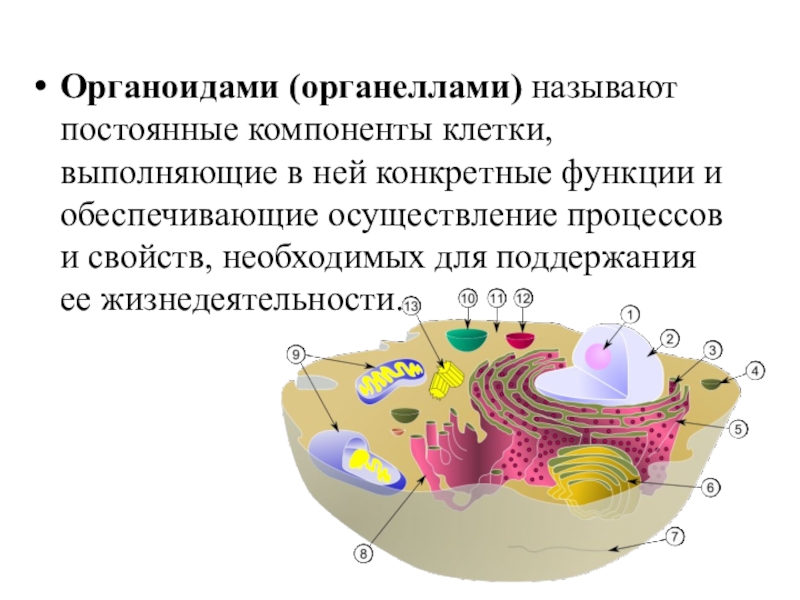 Функции органеллы рисунок