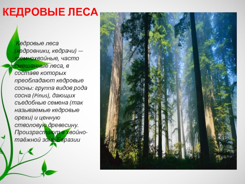 Лесной пояс россии. Презентация на тему леса умеренного пояса. Леса умеренного пояса растительный мир. Леса умеренного пояса России.