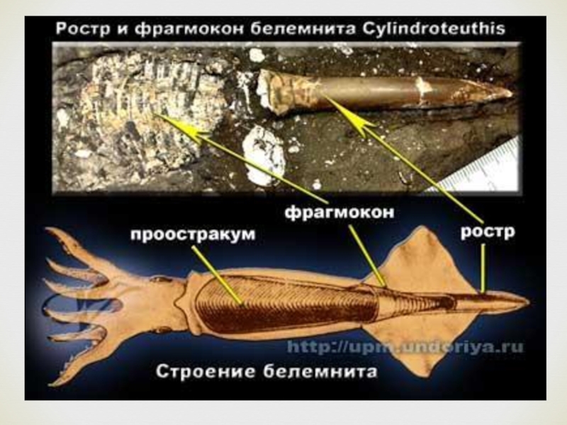 На рисунке изображен белемнит вымершее животное обитавшее 440 410 млн лет назад