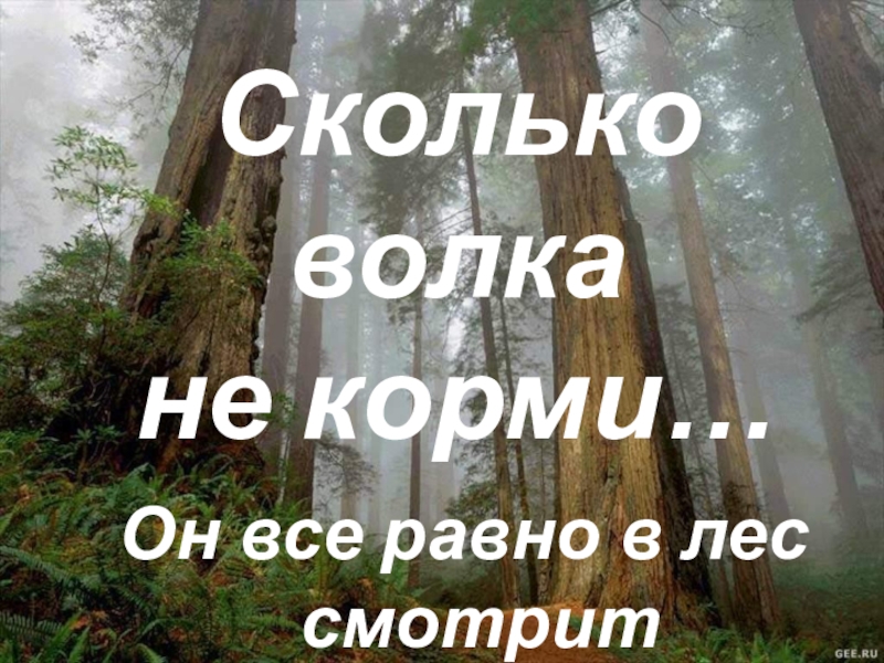 Сколько волка не корми. Сколько волка не корми все равно в лес смотрит. Сколько волка не.