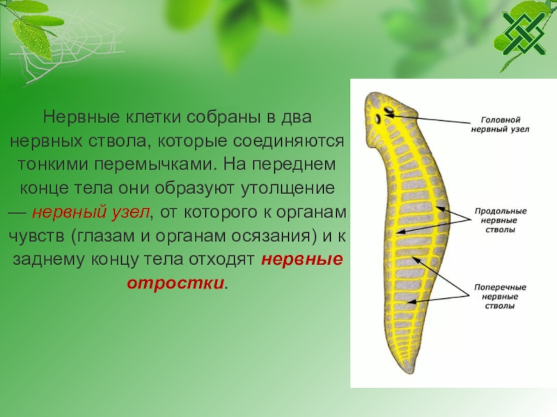 Нервная система плоских червей тип. Нервный ствол у плоских червей. Плоские черви строение нервной системы. Передний конец тела плоских червей. Строение нервной системы плоских червей.