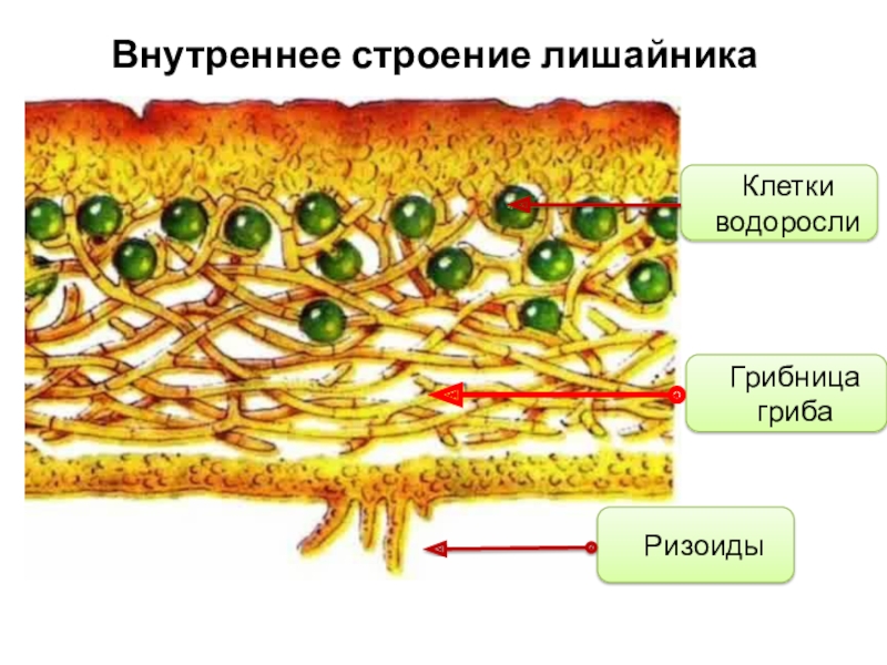 Внутреннее строение лишайника