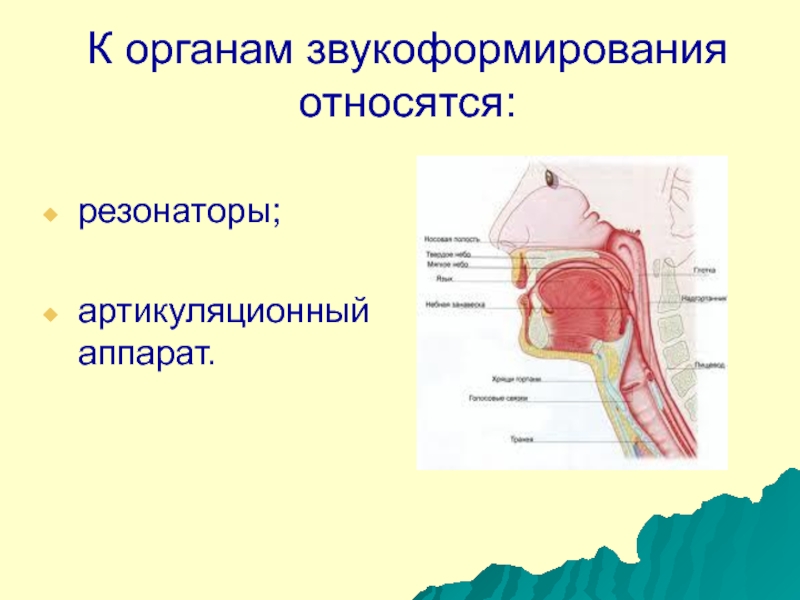 Голосовой аппарат картинка