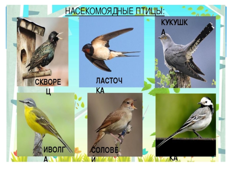 Птицы кемеровской области фото с названиями и описанием