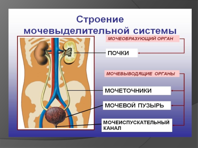 Рассмотрите схему мочевыделительной системы и опишите строение