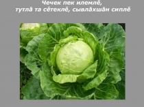 Презентация по чувашскому языку на тему Капуста