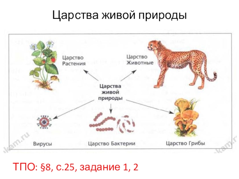 Царства биология схема