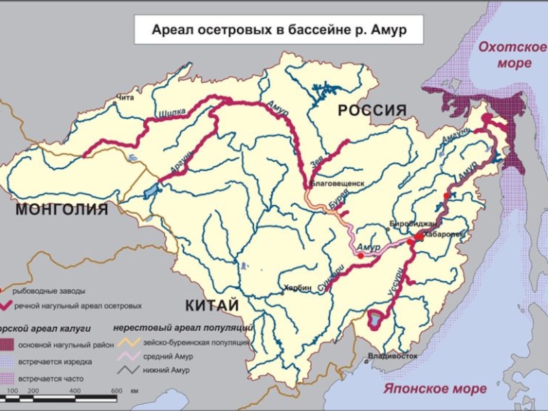 Ареалы обитания рыб. Рыба Калуга ареал обитания. Ареал обитания осетра в России. Ореол обитания осетровых рыб. Осетр ареал обитания.