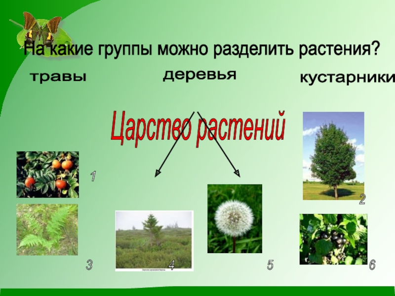 Царство растений На какие группы можно разделить растения? травы кустарники деревья 1 2 3 4 5 6