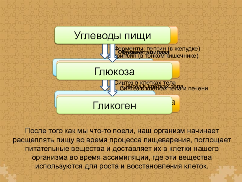 Ассимиляция и диссимиляция метаболизм 9 класс презентация