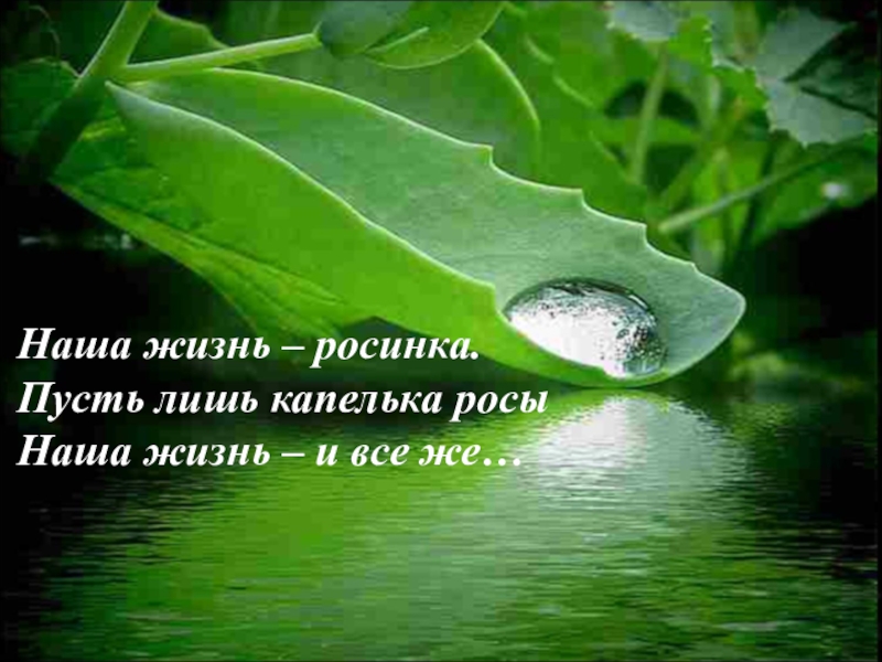 Наша жизнь росинка пусть лишь капелька росы наша жизнь и все же рисунок