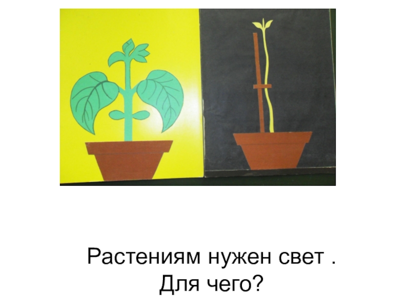 Для чего нужен цветок. Растениям нужен свет. Для чего нужен свет. Для чего растениям свет. Для чего растениям нужны цветки.