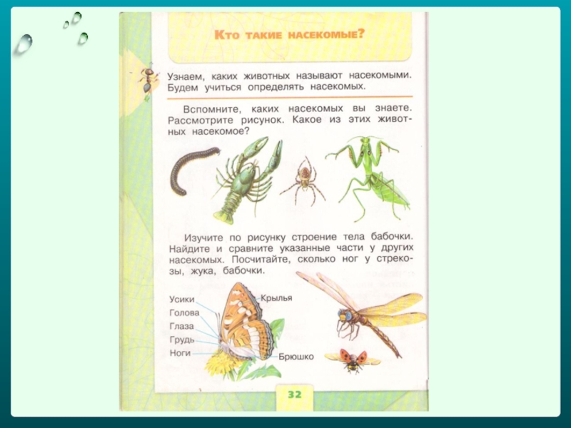 Кто такие насекомые 1 класс презентация школа. Окружающий мир 1 класс Плешаков насекомые. Окружающий мир 1 класс школа России кто такие насекомые. Насекомые из учебника. Насекомые 1 класс окружающий.