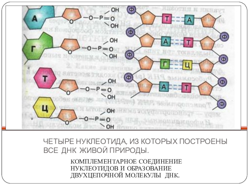 Схема строения нуклеотида днк