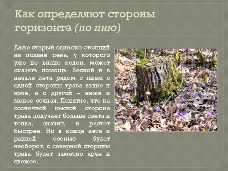 Пень составить слова. Ориентирование по пню. Как по пню определить стороны горизонта. Как ориентироваться по пню. Ориентирование на местности по пеньку.