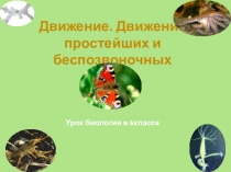 Презентация Движение беспозвоночных животных.