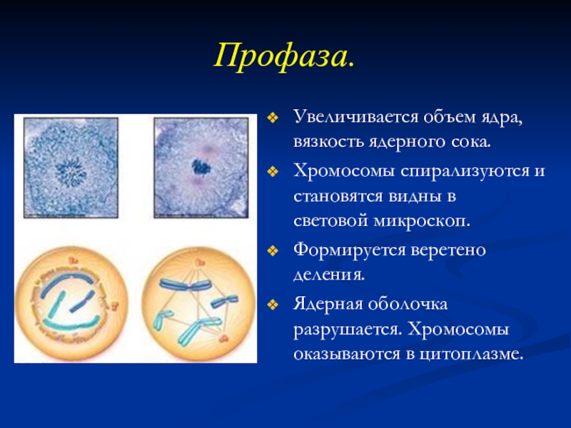 Профаза хромосомы. Профаза хромосомы спирализуются. Ядро в профазе. Профаза ядерная оболочка. Профаза ядро и хромосомы.