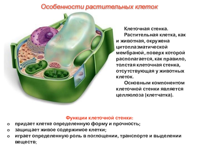 Клетка егэ биология презентация