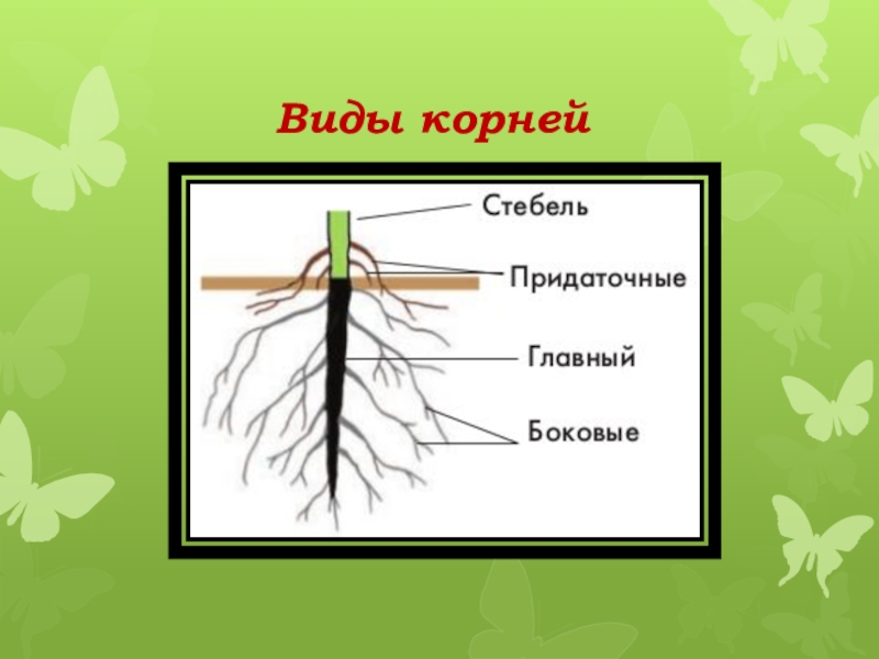 Корни их виды. Виды корней. Виды корней и стеблей. Виды корней по форме. Зарисуйте корень и надпишите типы корней.