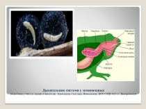 Презентация по биологии Земноводные. Дыхательная система