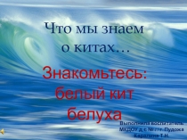 Презентация Что мы знаем о китах... Знакомьтесь: белый кит Белуха