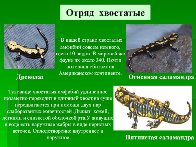 Саламандру относят к отряду. Саламандра отряд хвостатые. Отряд хвостатые среда обитания. Хвостатые земноводные саламандра. Отряд хвостатые земноводные общая характеристика.