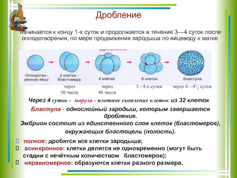 Сколько хромосом содержится в оплодотворенной клетке. Дробление. Процесс дробления клетки. Стадии дробления. Типы дробления схема.