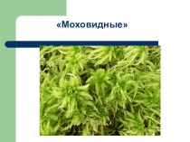 Презентация по биологии к уроку Отдел Моховидные